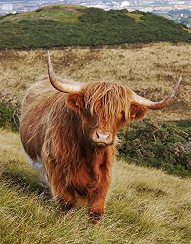 Klassisches 1000-teiliges Puzzle „Highland Cow“, geeignet als Wandkunst, Heimdekoration, Geschenk, 52 x 38 cm Klassisches 1000-teiliges Puzzle „Highland Cow“, geeignet als Wandkunst, Heimdekoration, Geschenk, 52 x 38 cm von LQKADBCXT