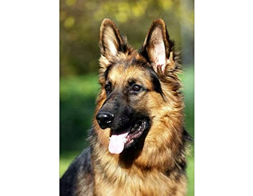 Klassisches 1000-teiliges Puzzle für Deutsche Schäferhunde, geeignet als Wandkunst, Heimdekoration, Dekoration, Geschenk, 52 x 38 cm Klassisches 1000-teiliges Puzzle für Deutsche Schäferhunde, geeignet als Wandkunst, Heimdekoration, Dekoration, Geschenk, 52 x 38 cm von LQKADBCXT