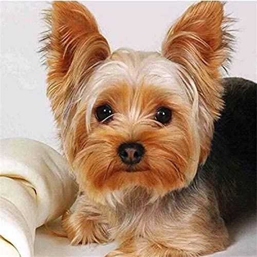Klassisches 1000-teiliges Puzzle für die Wanddekoration zu Hause, Yorkshire Terrier, Geschenk, 50 x 70 cm Klassisches 1000-teiliges Puzzle für die Wanddekoration zu Hause, Yorkshire Terrier, Geschenk, 50 x 70 cm von LQKADBCXT