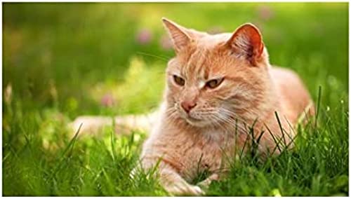 Klassisches 2000-teiliges Puzzle, Ingwerkatze, Bar, Wanddekoration, 70 x 100 cm Klassisches 2000-teiliges Puzzle, Ingwerkatze, Bar, Wanddekoration, 70 x 100 cm von LQKADBCXT