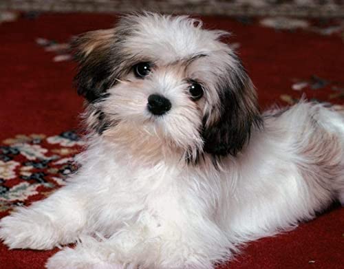 Klassisches 2000-teiliges Puzzle, Lhasa Apso, Wandkunst, Heimdekoration, 70 x 100 cm von LQKADBCXT