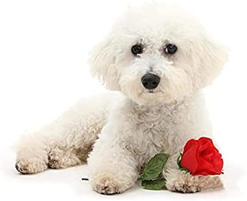 Klassisches 2000-teiliges Puzzle für Kinder, weißer Hund, Tier, Bichon Frise, Geburtstagsgeschenk, 70 x 100 cm Klassisches 2000-teiliges Puzzle für Kinder, weißer Hund, Tier, Bichon Frise, Geburtstagsgeschenk, 70 x 100 cm von LQKADBCXT