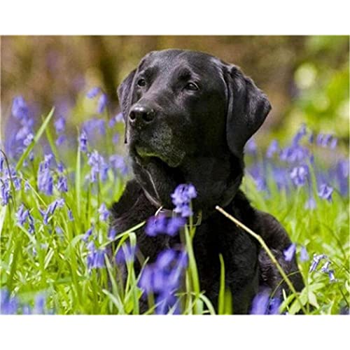 Klassisches 2000-teiliges Puzzle für Kinder: Schwarzer Labrador Retriever, Kunstgemälde, Tier, 70 x 100 cm von LQKADBCXT