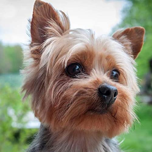 Klassisches Puzzle mit 2000 Teilen, Yorkshire Terrier, für Wandkunst, Heimdekoration, Dekoration, Geschenk, 70 x 100 cm Klassisches Puzzle mit 2000 Teilen, Yorkshire Terrier, für Wandkunst, Heimdekoration, Dekoration, Geschenk, 70 x 100 cm von LQKADBCXT