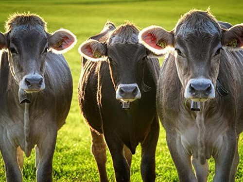 Kuhweiden-Puzzle, Puzzle für Erwachsene, Papierpuzzle, 1000-teiliges Puzzle für Erwachsene, 50 x 70 cm von LQKADBCXT