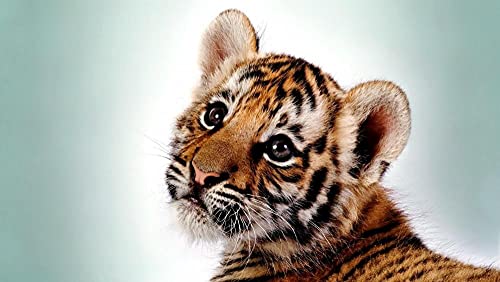 Niedliches kleines Tigermuster-Puzzle, Puzzle für Erwachsene, Papierpuzzle, 2000-teiliges Puzzle für Erwachsene, 70 x 100 cm Niedliches kleines Tigermuster-Puzzle, Puzzle für Erwachsene, Papierpuzzle, 2000-teiliges Puzzle für Erwachsene, 70 x 100 cm von LQKADBCXT