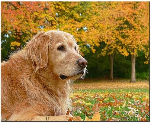 Papierpuzzle für Erwachsene 2000 Teile DIY Großer Hund Kunst Golden Retriever Herbstblätter70X100CM Papierpuzzle für Erwachsene 2000 Teile DIY Großer Hund Kunst Golden Retriever Herbstblätter70X100CM von LQKADBCXT