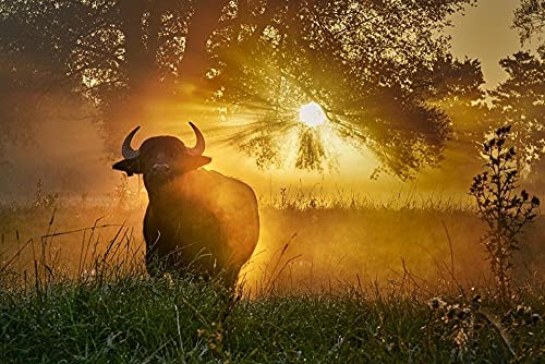Präriekuh- und Sonnenuntergangsmuster-Puzzle, Puzzle für Erwachsene, Papierpuzzle, 1000-teiliges Puzzle für Erwachsene, 38 x 52 cm Präriekuh- und Sonnenuntergangsmuster-Puzzle, Puzzle für Erwachsene, Papierpuzzle, 1000-teiliges Puzzle für Erwachsene, 38 x 52 cm von LQKADBCXT