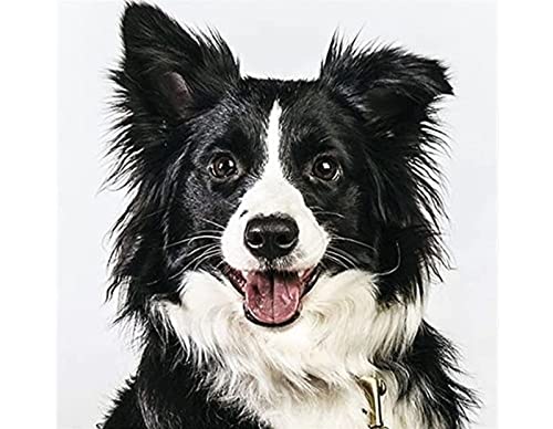 Puzzle für Erwachsene, 1000 Teile, Border Collie, Wandkunst, Heimdekoration, 50 x 70 cm Puzzle für Erwachsene, 1000 Teile, Border Collie, Wandkunst, Heimdekoration, 50 x 70 cm von LQKADBCXT