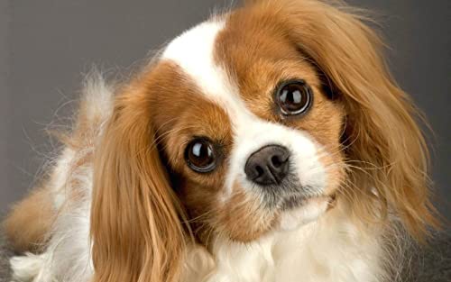 Puzzle für Erwachsene, 1000 Teile, Cavalier King Charles Spaniel, Wandkunst, Heimdekoration, Dekoration, Geschenk, 50 x 70 cm von LQKADBCXT