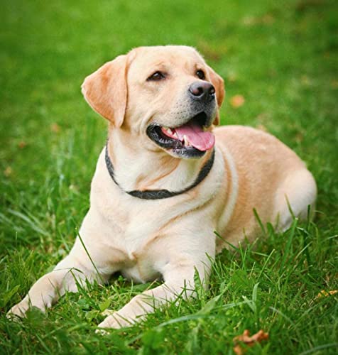 Puzzle für Erwachsene, 1000 Teile, Labrador auf dem Gras, Tiermalerei, Kristall, Heimdekoration, Dekoration, Geschenk, 50 x 70 cm Puzzle für Erwachsene, 1000 Teile, Labrador auf dem Gras, Tiermalerei, Kristall, Heimdekoration, Dekoration, Geschenk, 50 x 70 cm von LQKADBCXT
