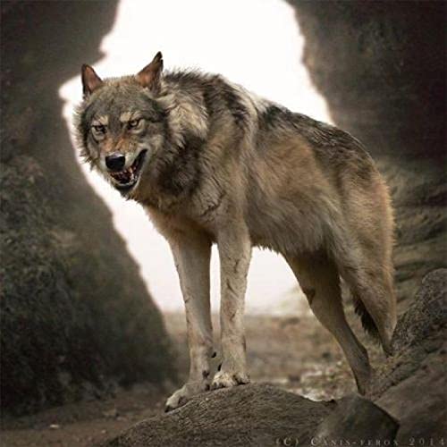 Puzzle für Erwachsene, 1000 Teile, Wolf, Tier, Familie, Heimdekoration, Lernspielzeug, Intelligenzspiel, Geschenk, 26 x 38 cm Puzzle für Erwachsene, 1000 Teile, Wolf, Tier, Familie, Heimdekoration, Lernspielzeug, Intelligenzspiel, Geschenk, 26 x 38 cm von LQKADBCXT