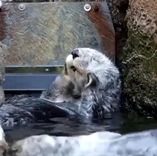 Puzzle für Erwachsene, 1000 Teile, Wolfstier, Wanddekoration, Lernspielzeug, Intelligenzspiel, Geschenk, 50 x 70 cm Puzzle für Erwachsene, 1000 Teile, Wolfstier, Wanddekoration, Lernspielzeug, Intelligenzspiel, Geschenk, 50 x 70 cm von LQKADBCXT