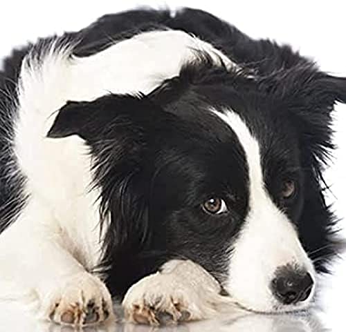 Puzzle für Erwachsene, 1000 Teile, geeignet für Border Collie, geeignet für Wandkunst, Heimdekoration, Dekoration, Geschenk, 50 x 70 cm Puzzle für Erwachsene, 1000 Teile, geeignet für Border Collie, geeignet für Wandkunst, Heimdekoration, Dekoration, Geschenk, 50 x 70 cm von LQKADBCXT