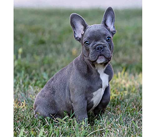 Puzzle für Erwachsene, 2000 Teile, Französische Bulldogge, geeignet für Wandkunst, Heimdekoration, 70 x 100 cm von LQKADBCXT