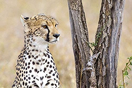 Puzzle für Erwachsene, 2000 Teile, Leinwand, Heimdekoration, Südafrika, Gepard, 70 x 100 cm von LQKADBCXT