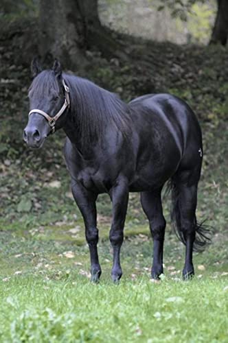 Puzzle für Erwachsene, 2000 Teile, Marmortier, Wandkunst, Poster, Lernspielzeug, intellektuelles Spiel, Geschenk, 70 x 100 cm von LQKADBCXT