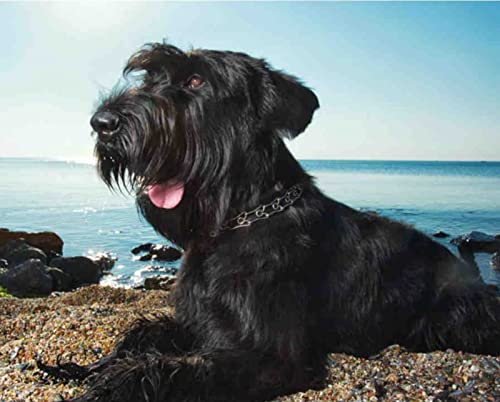 Puzzle für Erwachsene, 2000 Teile, Riesenschnauzer, Wandkunst, Heimdekoration, Dekoration, Geschenk, 70 x 100 cm von LQKADBCXT