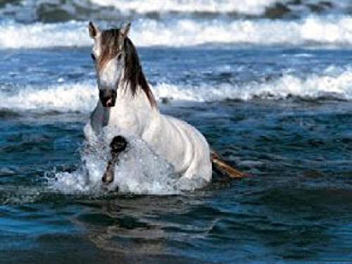 Puzzle für Erwachsene, 2000 Teile, Tier- und Pferdebild, Heimdekoration, Lernspielzeug, intellektuelles Spiel, Geschenk, 70 x 100 cm von LQKADBCXT