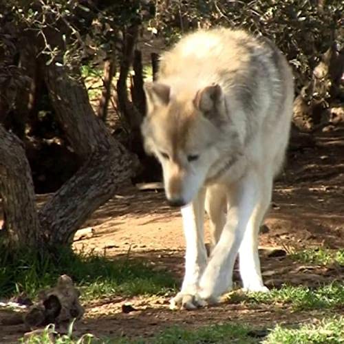 Puzzle für Erwachsene, 2000 Teile, Tierwolf, Dekoration, Heim, Lernspielzeug, intellektuelles Spiel, Geschenk, 70 x 100 cm von LQKADBCXT