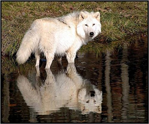 Puzzle für Erwachsene 1000 Teile Sternenwolf Schneewolf Wohnzimmer Haus Wanddekoration Lernspielzeug Intellektuelles Spiel Geschenk 26x38cm Puzzle für Erwachsene 1000 Teile Sternenwolf Schneewolf Wohnzimmer Haus Wanddekoration Lernspielzeug Intellektuelles Spiel Geschenk 26x38cm von LQKADBCXT