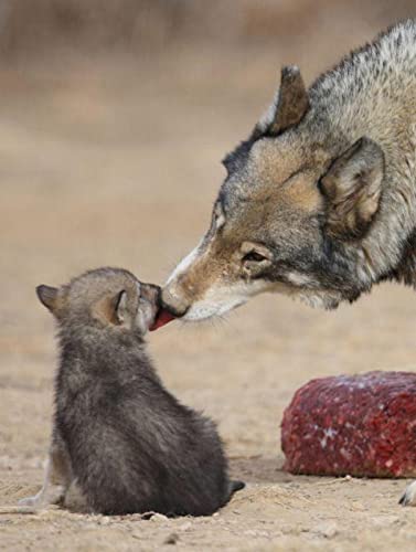 Puzzle für Erwachsene 1000 Teile Sternenwolf Schneewolf Wohnzimmer Haus Wanddekoration Lernspielzeug Intellektuelles Spiel Geschenk 50x70cm von LQKADBCXT