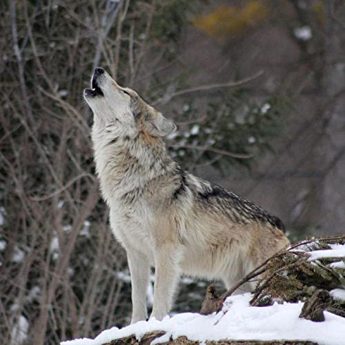 Puzzle für Erwachsene 1000 Teile Sternenwolf Schneewolf Wohnzimmer Haus Wanddekoration Lernspielzeug Intellektuelles Spiel Geschenk 50x70cm Puzzle für Erwachsene 1000 Teile Sternenwolf Schneewolf Wohnzimmer Haus Wanddekoration Lernspielzeug Intellektuelles Spiel Geschenk 50x70cm von LQKADBCXT