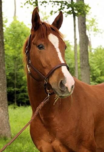 Puzzle für Erwachsene 1000 Teile Tierpferd Wohnzimmer Haus Wanddekoration Lernspielzeug Intellektuelles Spiel Geschenk 50x70cm von LQKADBCXT