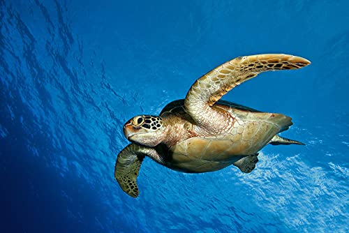 Puzzle mit Meeresschildkröten-Muster, Puzzle für Erwachsene, Papierpuzzle, 2000-teiliges Puzzle für Erwachsene, 70 x 100 cm von LQKADBCXT