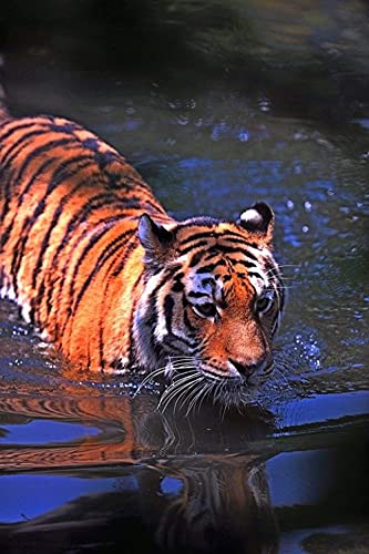 Raubtier-Tiger-Muster-Puzzle, Puzzle für Erwachsene, Papierpuzzle, 2000-teiliges Puzzle für Erwachsene, 70 x 100 cm Raubtier-Tiger-Muster-Puzzle, Puzzle für Erwachsene, Papierpuzzle, 2000-teiliges Puzzle für Erwachsene, 70 x 100 cm von LQKADBCXT