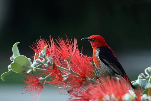 Rote Blume und rotköpfiger Vogel – 1000-teiliges Papierpuzzle – Puzzle-Geschenke für Eltern 50 x 70 cm Rote Blume und rotköpfiger Vogel – 1000-teiliges Papierpuzzle – Puzzle-Geschenke für Eltern 50 x 70 cm von LQKADBCXT