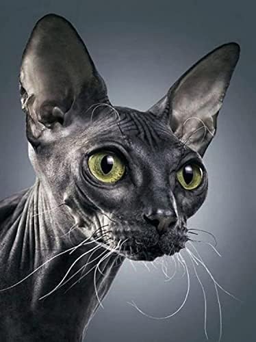 Schwarzes haarloses Katzen-Puzzle, 2000 Teile, unmöglich, für Erwachsene, zum Geburtstag, Thanksgiving, 70 x 100 cm Schwarzes haarloses Katzen-Puzzle, 2000 Teile, unmöglich, für Erwachsene, zum Geburtstag, Thanksgiving, 70 x 100 cm von LQKADBCXT