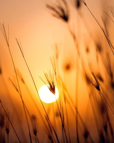 Sonnenuntergang im Herbstgras - 1000-teiliges Papierpuzzle - Familienaktivitätsspiel 50 x 70 cm von LQKADBCXT
