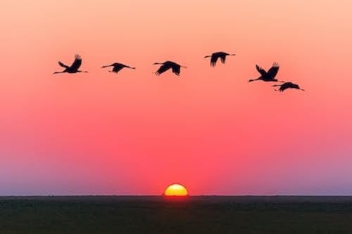 Sonnenuntergangsvogel – 1000-teiliges Papierpuzzle – Wunderschön illustriertes Design, lustige und herausfordernde Aktivitäten 50 x 70 cm Sonnenuntergangsvogel – 1000-teiliges Papierpuzzle – Wunderschön illustriertes Design, lustige und herausfordernde Aktivitäten 50 x 70 cm von LQKADBCXT