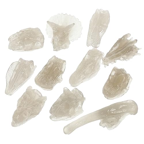 LRXIYODE 1satz Nachleuchtendes Dinosaurier Schädel Modell Aus Lehrspielzeug Für Junge Mädchen Mit Dinosaurier Knochen Und Desktop Deko LRXIYODE 1satz Nachleuchtendes Dinosaurier Schädel Modell Aus Lehrspielzeug Für Junge Mädchen Mit Dinosaurier Knochen Und Desktop Deko von LRXIYODE