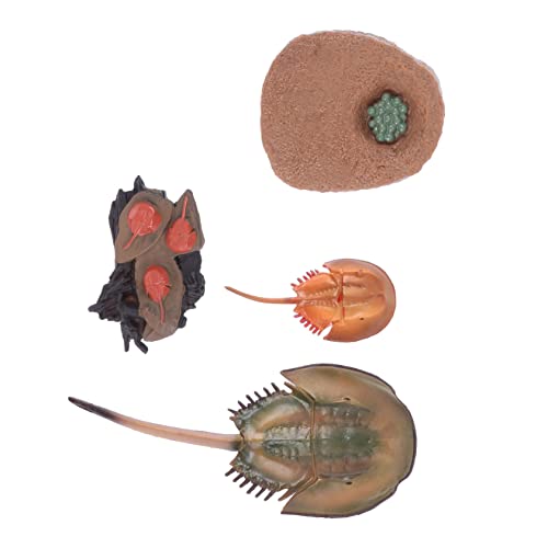 LRXIYODE 1Satz Kreatives Tiermodell Lustiges Lernspielzeug Für Frühes Lernen Mit Dem Modell des Wachstumzyklus Von Tieren Als Kinderspielzeug Und Deko Für Kinderzimmer von LRXIYODE