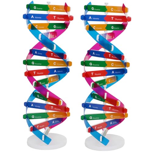 LRXIYODE 2 Stück Teiliges DNA Doppelhelix Modell Bausatz für Biologieunterricht Anschauliches Genmodell Interaktives Wissenschaftslernspielzeug Pädagogisches Molekülmodell für Schüler und LRXIYODE 2 Stück Teiliges DNA Doppelhelix Modell Bausatz für Biologieunterricht Anschauliches Genmodell Interaktives Wissenschaftslernspielzeug Pädagogisches Molekülmodell für Schüler und von LRXIYODE