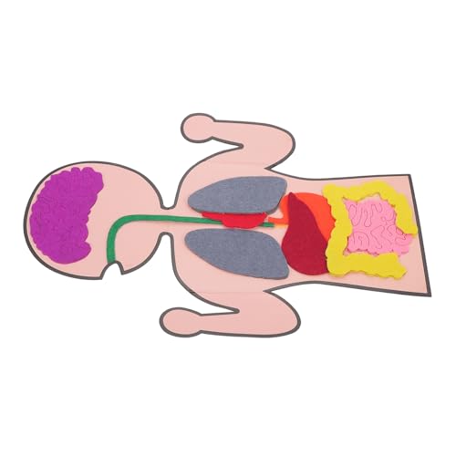 LRXIYODE 3 Sätze Kognitives DIY Organe Lernhilfe Bastelset Gesundheitsfördernd Pädagogisches Modell für Vorschule und Kreatives Basteln LRXIYODE 3 Sätze Kognitives DIY Organe Lernhilfe Bastelset Gesundheitsfördernd Pädagogisches Modell für Vorschule und Kreatives Basteln von LRXIYODE