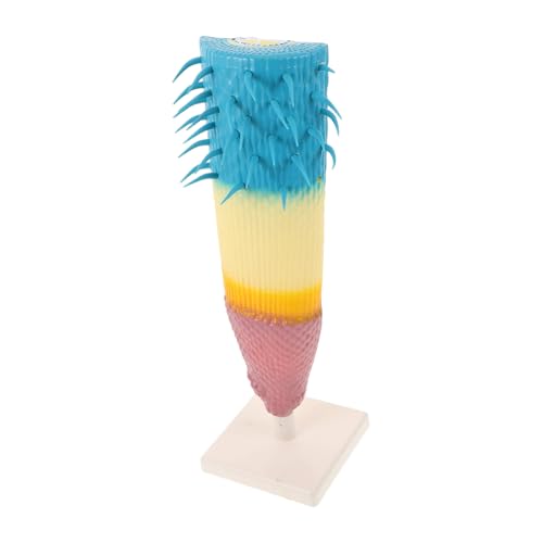 LRXIYODE Corn Root Anatomical Model Hochpräzises Pflanzenanatomie Lehrmittel Für Biologieunterricht Botanisches Wurzelprofil Modell Kompakt Robust Für Schüler Und Lehrer von LRXIYODE