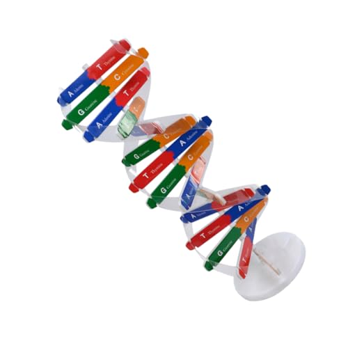 LRXIYODE DNA Modell Bausatz Doppelhelix Lernspielzeug für Schüler Biologisches Lehrmittel zum DIY Zusammenbauen Anschauliches Wissenschaftsset für Schulunterricht und Zufällige Farbe von LRXIYODE