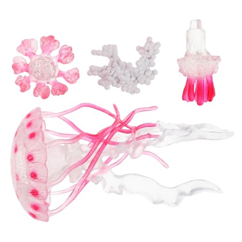 LRXIYODE Lebenszyklus Wasserqualle Lernspielzeug für Meerestiere Figuren Entwicklungsförderndes Aquarium Deko Sicheres Interaktives Lernspiel Vorschule Geeignet von LRXIYODE
