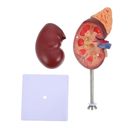 LRXIYODE Nachbildung Abnehmbar für Biologieunterricht Detaillierte Darstellung der Anatomischen Struktur Geeignet für Schulen und Gesundheitslehre LRXIYODE Nachbildung Abnehmbar für Biologieunterricht Detaillierte Darstellung der Anatomischen Struktur Geeignet für Schulen und Gesundheitslehre von LRXIYODE