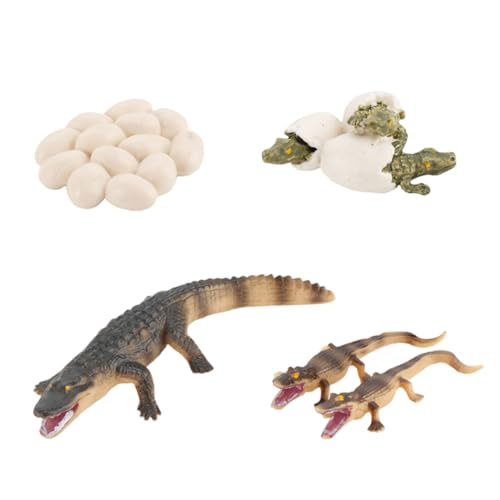 LRXIYODE Realistisches Krokodil Wachstumszyklus Modell Lernspielzeug Kunststoff Figur Geschenk für Mädchen Jungen Ab Jahren von LRXIYODE