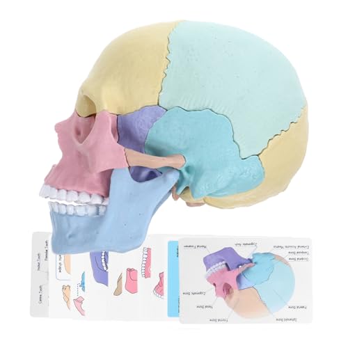 LRXIYODE Abnehmbares Schädelmodell Anatomisches Lernspielzeug Für Stem Und Kunstunterricht Robustes Und Langlebiges Lehrmittel Für Anatomie Und Biologie LRXIYODE Abnehmbares Schädelmodell Anatomisches Lernspielzeug Für Stem Und Kunstunterricht Robustes Und Langlebiges Lehrmittel Für Anatomie Und Biologie von LRXIYODE