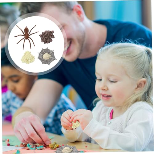 LRXIYODE Simulation Spinne Lebenszyklus Modell Pädagogisches Teiliges Realistisches Insekten Lernspielzeug für Frühe und Naturwissenschaftliches Verständnis von LRXIYODE