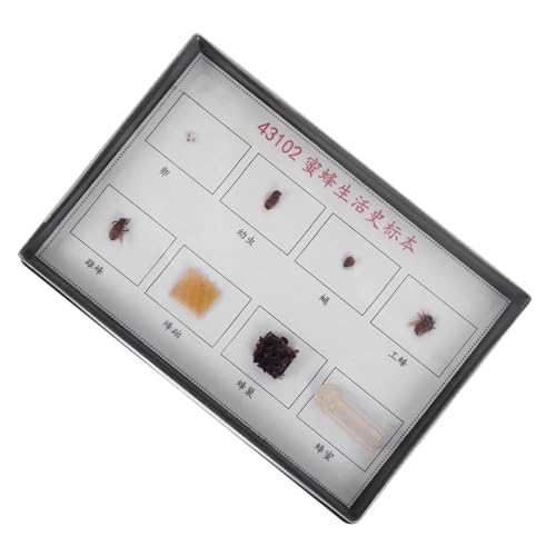LRXIYODE Wissenschaftliches Bienen Lebenszyklus Modellset für Unterricht und Sammlung Pädagogisches Bienenpräparat zur Anschaulichen Darstellung der Entwicklungsstadien für Schüler und LRXIYODE Wissenschaftliches Bienen Lebenszyklus Modellset für Unterricht und Sammlung Pädagogisches Bienenpräparat zur Anschaulichen Darstellung der Entwicklungsstadien für Schüler und von LRXIYODE