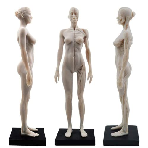 LSOAARRT Anatomie-Figur für weibliche Anatomie, Modell der Kunst, 28 cm von LSOAARRT
