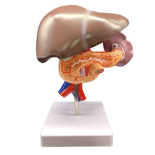 LSOAARRT Anatomisches Modell der menschlichen Leber zeigt die Leber, Milz, Blutgefäße, Bauchspeicheldrüse und Duodän-Medizin-Modell von LSOAARRT