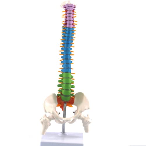 LSOAARRT Anatomisches Modell für menschliche Wirbelsäule, flexibel, wissenschaftlich, anatomisch, mit Becken, 45 cm (B) von LSOAARRT