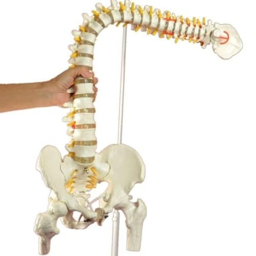 LSOAARRT Anatomisches Modell für menschliche Wirbelsäule, flexibel, wissenschaftlich, anatomisch, menschliches Skelett, Wirbelsäule, Modell mit Becken, Femur, 45 cm (A) von LSOAARRT